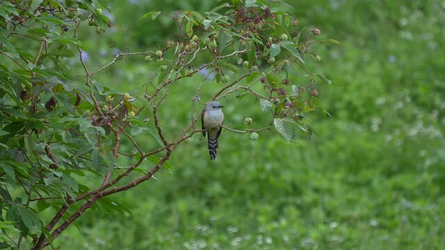 Plaintive Cuckoo Perched on Branch in Batam, Indonesia Stock Footage 4K