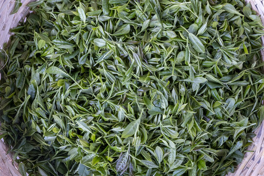 A close-up view of freshly picked tea leaves at a tea plantation near Palampur, Himachal Pradesh, India, ready for processing.