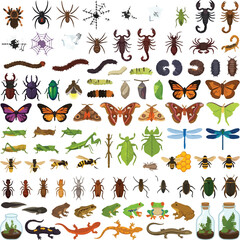 Obraz premium Insects and amphibians display a diverse array of wild creatures, including spiders, beetles, butterflies, and small reptiles, captured in a flat graphic style.