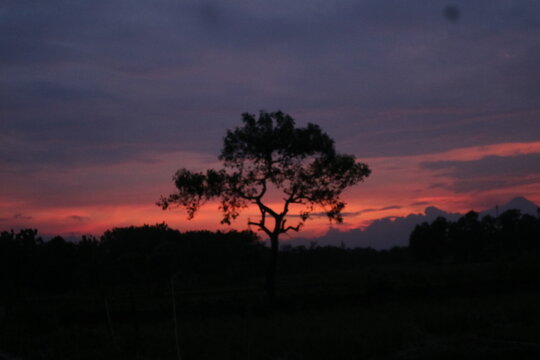 Scenic dusk landscape showing a single tree silhouette framed by deep red sunset glow and dark cloudy sky