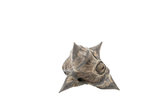 Water chestnut, trapa natans, isolated on a transparent background