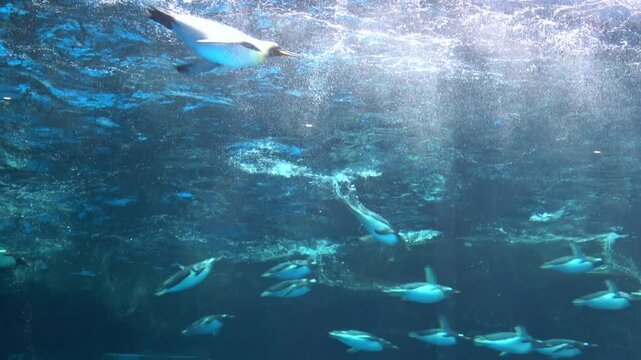 Full-body shot of a group of gentoo penguins, Pygoscelis Papua, swimming swiftly underwater from a low angle. 4K