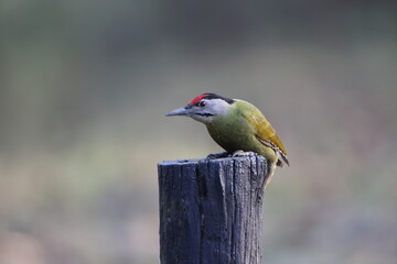 Fototapeta premium The grey-headed woodpecker (Picus canus hessei), also known as the grey-faced woodpecker, is a Eurasian member of the woodpecker family, Picidae. This photo was taken in North India.