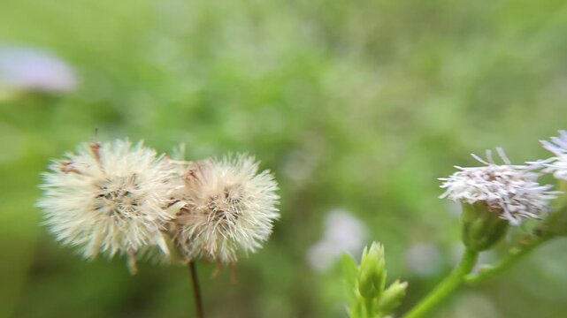 Soft purple blooms sway gently among green stems. Fuzzy flower heads dot the field with delicate color. Sunlight glows through leaves, warming the wild patch