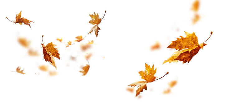 leaf leaves isolated autumn winter season background falling fall platanus tree wid air w
