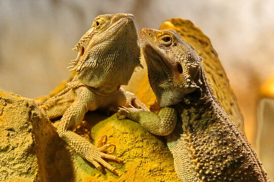 Bartagame