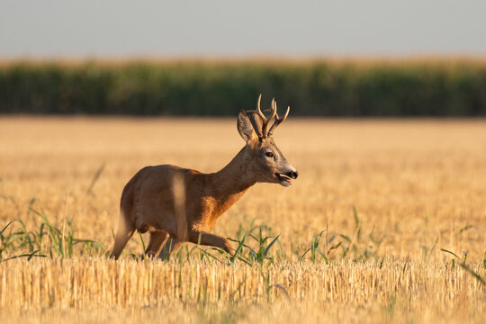Photo of a beautiful roe deer in mating season