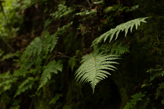 Nahaufnahme eines gr&uuml;nen Farnblatts an einer moosigen Felswand im schattigen Wald des Nationalparks S&auml;chsische Schweiz.