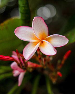 Nahaufnahme einer rosa-wei&szlig;en Frangipani-Bl&uuml;te (Plumeria) mit gelber Mitte. Tropische Bl&uuml;te im Makro vor einem unscharfen, gr&uuml;nen Hintergrund mit Bokeh.
