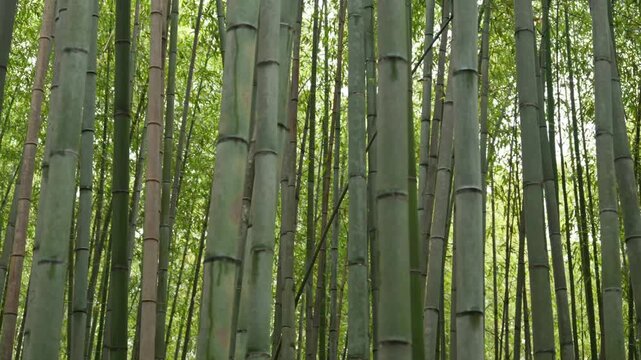 Tall bamboo stalks sway gently in a lush green forest creating peaceful natural motion.