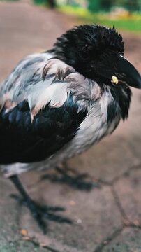 Hooded crow standing on pavement with piece of food in beak close up cinematic motion video footage.