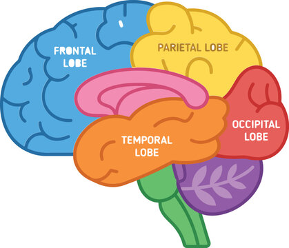 Colorful anatomical diagram of human brain lobes for science education showing frontal parietal temporal and occipital lobe sections