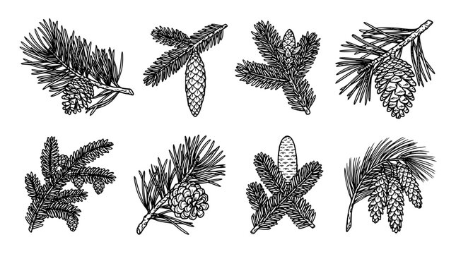 Vintage Hand Drawn Spruce and Pine Tree Branches Vector Illustration Set Featuring Isolated Coniferous Needles and Cedar Cones Engravings on White Background
