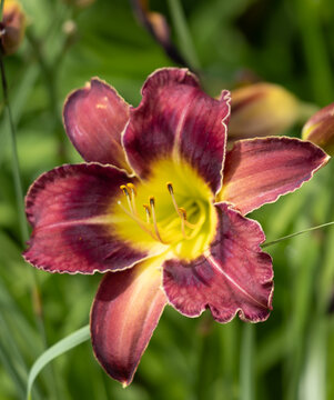 Deep purple petals frame a bright yellow center