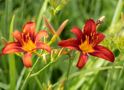Vibrant red daylilies bloom in lush green field