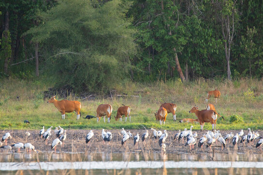 Two wild banteng cows standing on a grassy riverbank near a large flock of Asian openbill storks feeding in the shallow wetland under natural light.