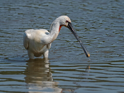 Eurasian Spoonbill, L&ouml;ffelreiher (Platalea leucorodia)