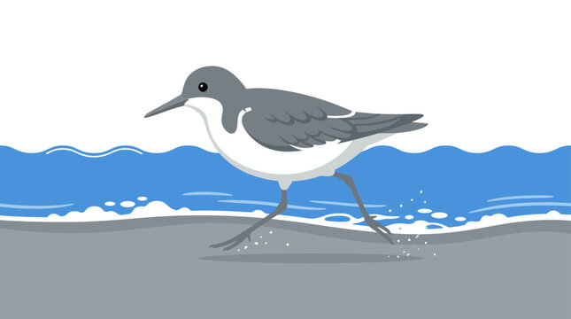 Sandpiper bird walking on ocean beach shoreline.