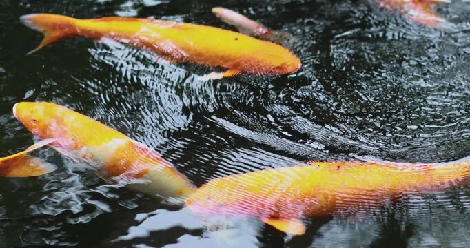 Golden koi fish swimming in a pond with gentle water ripples, top view. Peaceful natural scene, ideal for nature, garden, tranquility, wealth, and ornamental fish themes
