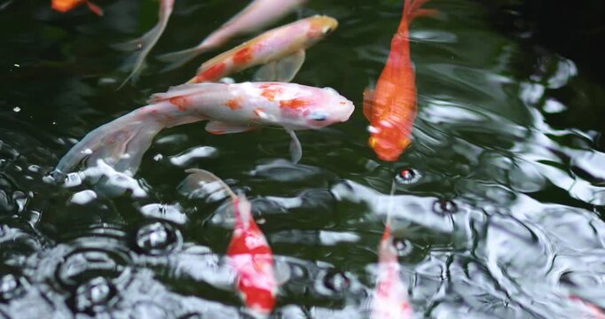 Koi fish swimming in a pond with gentle water ripples, top view. Peaceful natural scene, ideal for nature, garden, tranquility, wealth, and ornamental fish themes
