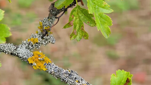 Yellow lichen on a tree branch with green leaves in a garden