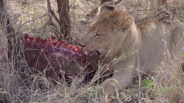 Male lion feeding on carcass in South African bushveld