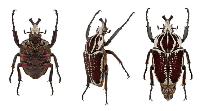 Entomology set with three views of a large goliath beetle isolated on transparent background.