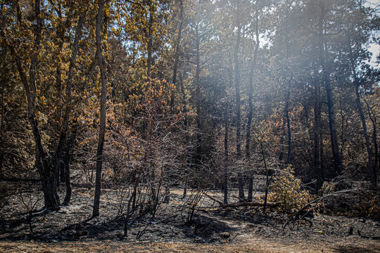 for&ecirc;t brul&eacute;e &agrave; Fontainebleau