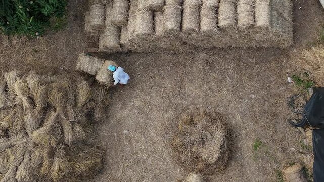 High angle top down drone view of a Vietnamese farmer moving and stacking large round straw hay bales on a dry field after rice harvest in Tay Ninh and Long An province, Vietnam