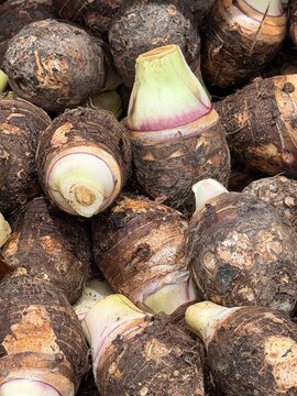 Trimmed Taro Roots with Purple Stems Full Frame Close Up View