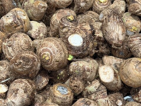 Pile of Fresh Whole Taro Roots in Full Frame Close Up View