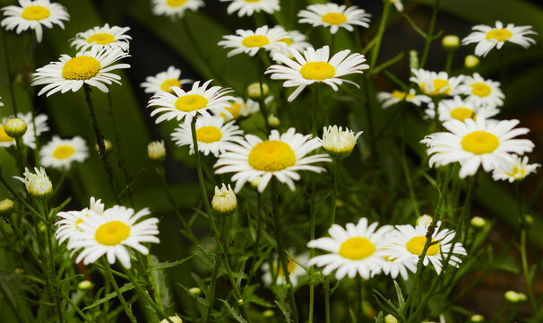 White daisies in a summer field