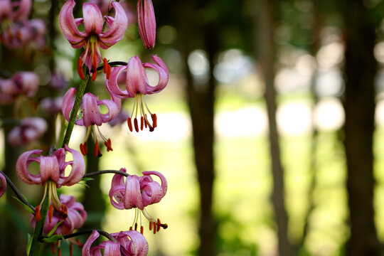 small beautiful pink martagon lily flower in the garden