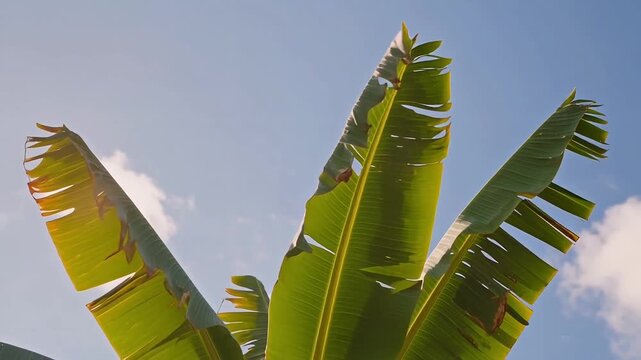 Fresh Tropical Banana Leaves Swaying Under Blue Sky with Golden Sun Flare