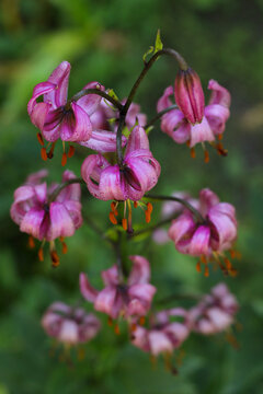 small beautiful pink martagon lily flower in the garden