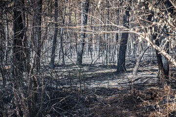 Fototapeta premium arbres brulés en forêt de Fontainebleau