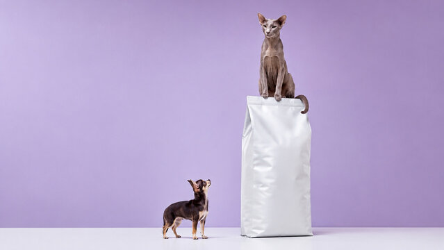 Playful studio portrait of a sphynx cat sitting on a large pet food bag while a tiny Chihuahua looks up. Ideal for pet food, veterinary, animal care and advertising use.
