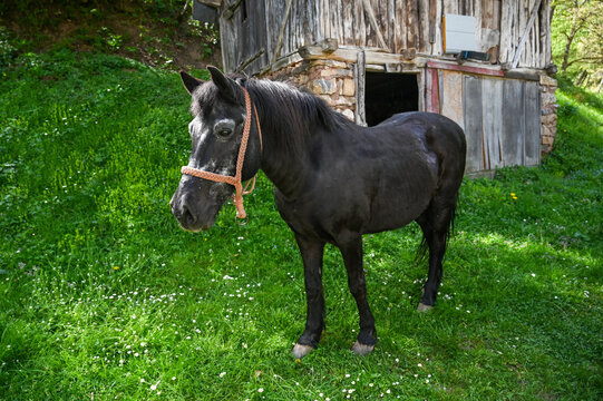 Domestic horse with halter standing in front of rural stable. Domestic horse in front of wooden stable on farm in village. 