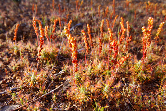 Pygmy sundew Drosera scorpioides with flower stalks in evening light, Western Australia