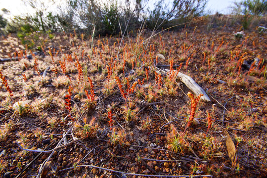Colony of the pygmy sundew Drosera scorpioides with flower stalks, Western Australia