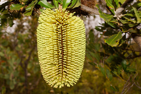 Flower spike of Yellow Lantern Banksia (Banksia lemanniana), Western Australia