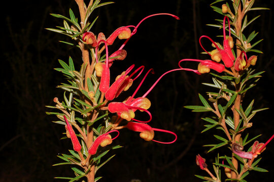 Red flowers of Grevillea tripartita ssp. macrostylis, Southwest Western Australia