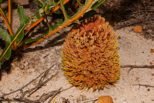 Creeping Banksia (Banksia repens) flowering on sandy heath, Southwest Western Australia