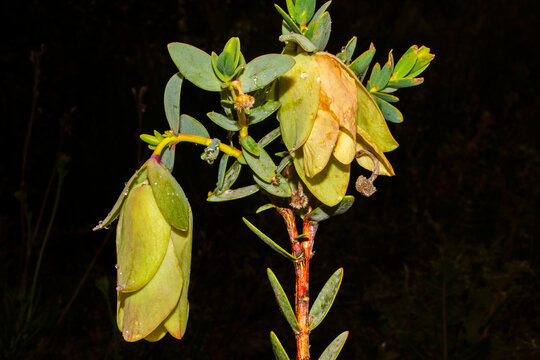 Green bell-shaped flowers of Qualup Bell (Pimelea physodes), Southwest Western Australia