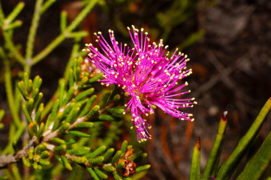 Pink honey myrtle flower (Melaleuca parviceps), Southwest Western Australia