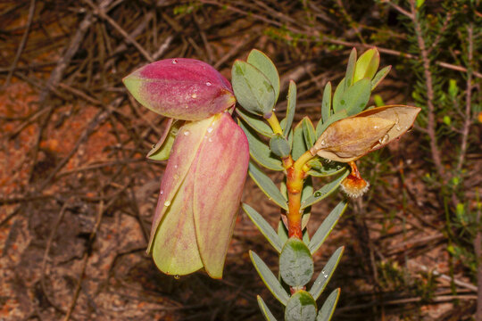 Flowers of the Qualup Bell (Pimelea physodes) in natural habitat, Southwest Western Australia