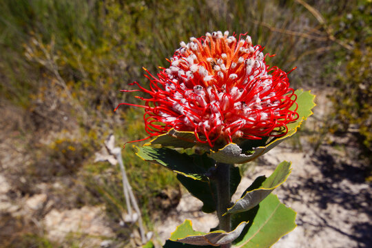 Scarlet Banksia (Banksia coccinea) with brilliant red flower head, Southwest Western Australia