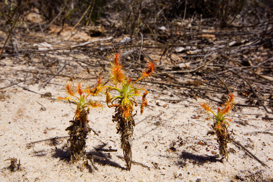 Carnivorous shaggy sundew plants (Drosera scorpioides) in natural habitat, Southwest Western Australia