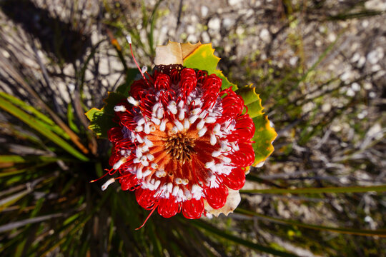 Brilliant red flower head of Scarlet Banksia (Banksia coccinea), Southwest Western Australia, view from above