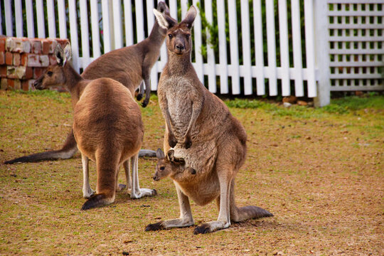 Western Grey Kangaroo with joey in pouch and kangaroos in background, Southwest Western Australia